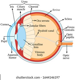 Human eye anatomy. Vector illustration