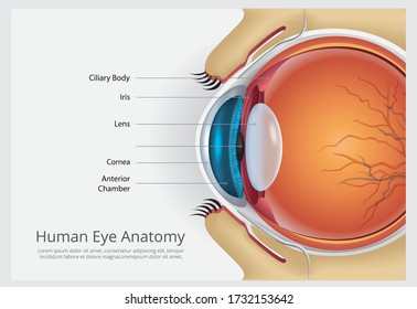 Human Eye Anatomy Vector Illustration