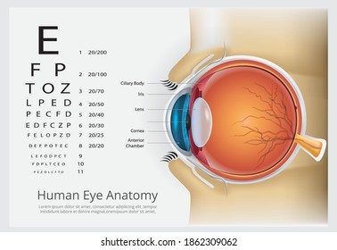 Human Eye Anatomy Vector Illustration