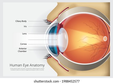 Human Eye Anatomy Vector Illustration