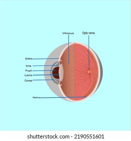 Human eye anatomy, vector illustration 