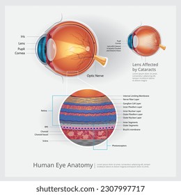 Human Eye Anatomy Vector Illustration