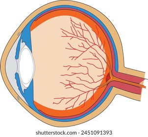 Ilustración vectorial de anatomía del ojo humano