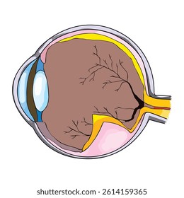 Human eye anatomy vector illustration