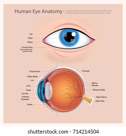 human eye anatomy images stock photos vectors shutterstock