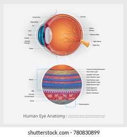 Human Eye Anatomy Vector Illustration