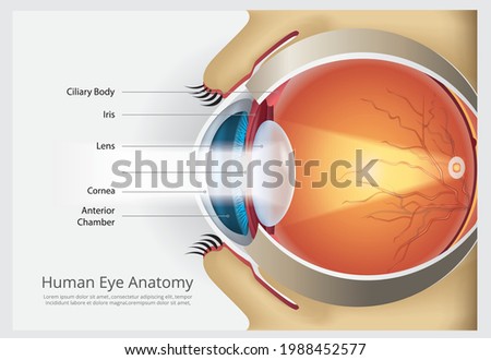 Human Eye Anatomy Vector Illustration