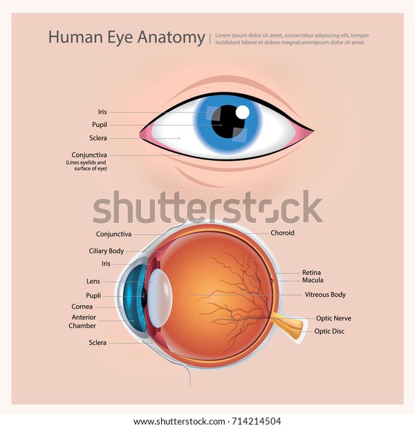 Human Eye Anatomy Vector Illustration Vetor Stock Livre De Direitos 714214504 Shutterstock