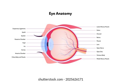 Anatomía ocular humana y gráfico de infografía médica de visión. Ilustración de la atención sanitaria de vectores. Vista lateral. Sección transversal. Componentes de globo ocular con texto aislado en fondo blanco.