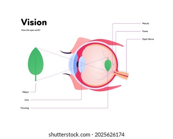 Human eye anatomy and vision medical infographic poster. Vector healthcare illustration. Side view of human eyeball with text isolated on white. Design for ophthalmology