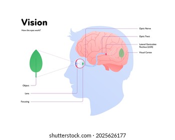 Human eye anatomy and vision medical infographic poster. Vector healthcare illustration. Side view of human head with eyeball, brain, nerve with text isolated on white. Design for ophthalmology