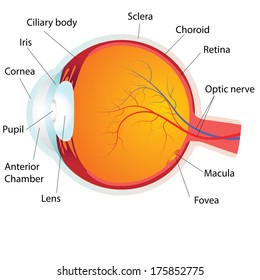 Human eye anatomy,vector illustration