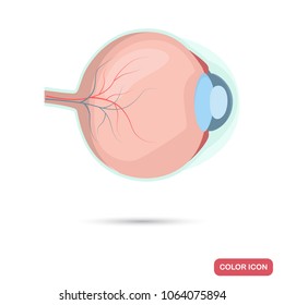 Human eye color flat icon