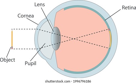 Human eye color structure anatomy scheme. Vector flat illustration