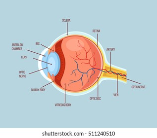 Human eye color structure anatomy scheme. Vector flat cartoon illustration