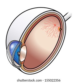 Human Eye Cross Section.