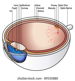 Human eye cross section with labels. Labels may be deleted.