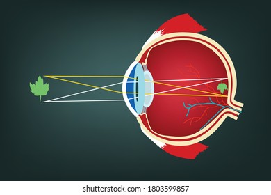 Human eye cross-sectional view ; the visualization of the eye