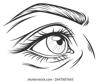Human eye. Drawn human eye. Vector illustration