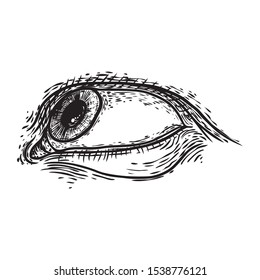 Human eye in engraved style. Male vision organ with iris and lashes front. Makeup salon design element for man. All seeing eye symbol. Vector.