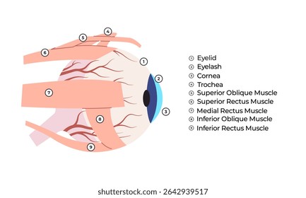 Human Eye External Anatomy with Muscles and Structures Labeled Detailed illustration of the external eye anatomy including eyelids cornea and extraocular muscles 