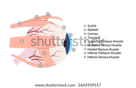 Human Eye External Anatomy with Muscles and Structures Labeled Detailed illustration of the external eye anatomy including eyelids cornea and extraocular muscles 