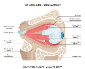 Human eye extraocular muscles. Eyes muscles governing the movements. Human vision organ coordination. Ophthalmology infographic poster. Flat vector illustration