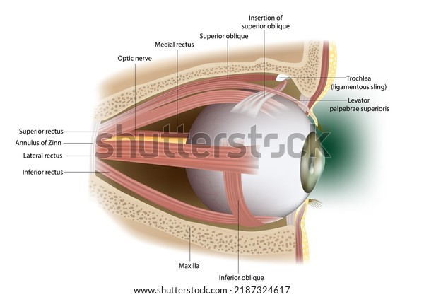 Human Eye\
Extraocular Muscles. Lateral surface.  \
Ophthalmology. Eyes\
muscles in side view. Vector\
illustration\
