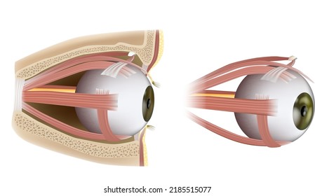 Músculos Extraoculares De Ojos Humanos. Oftalmología.  Músculos oculares a la vista lateral. Ilustración del vector