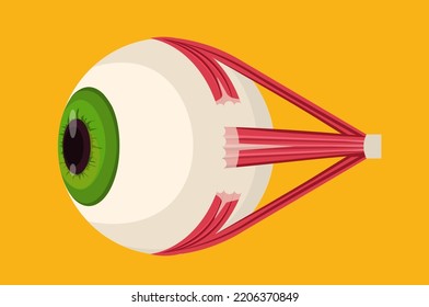 ícono de ojo humano estructura interna de órganos de ojos visión detallada concepto de anatomía médica de béisbol biología