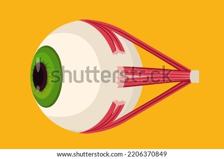 human eye icon internal organ structure detailed eyeball medical healthcare anatomy biology concept
