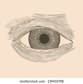 Human eye illustration.