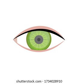 Human eye illustration on the white background. Vector illustration
