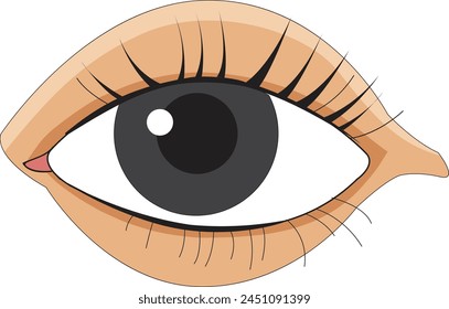 Ilustración vectorial de ilustración de ojo humano