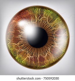 Human Eye Iris Close Up Vector. Healthy Medical Concept Illustration