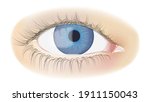 Human eye isolated on white. photorealistic vector illustration