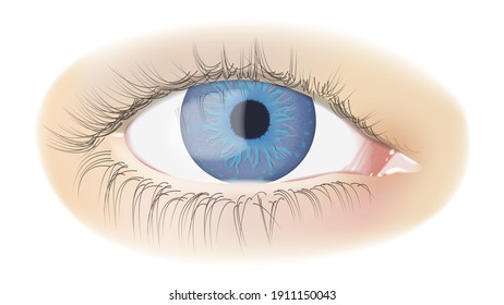 Human eye isolated on white. photorealistic vector illustration