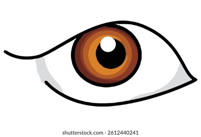 Human eye isolated on a white background