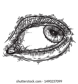 Human eye with lashes.  Hand drawn optical vision organ.  Makeup, beauty salon or all seeing eye symbol design element. Vector.