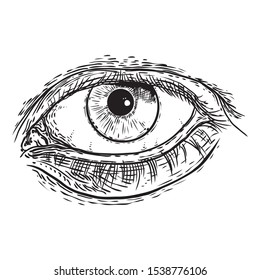 Human eye with lashes.  Hand drawn optical vision organ.  Makeup, beauty salon or all seeing eye symbol design element. Vector.