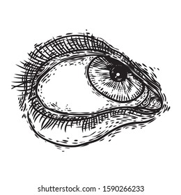 Human eye with lashes.  Hand drawn optical vision organ.  Makeup, beauty salon or all seeing eye symbol design element. Vector.