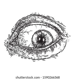 Human eye with lashes.  Hand drawn optical vision organ.  Makeup, beauty salon or all seeing eye symbol design element. Vector.
