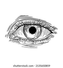 Human Eye Line Illustration Black White Stock Vector (Royalty Free ...