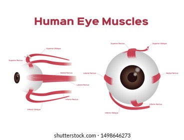 Human eye muscle vector onwhite background