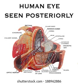 human eye seen posteriorly background with vector illustration