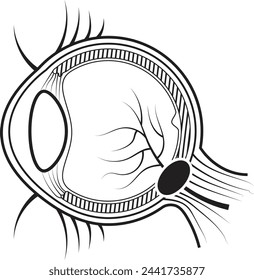 Diagrama de ilustración de estructura de ojo humano