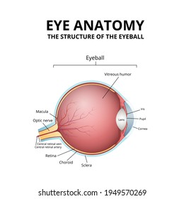 estructura ocular humana, globo ocular de diagrama médico en sección