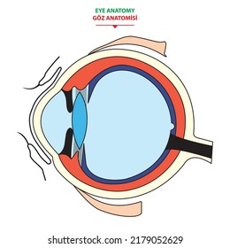 Human eye structure scheme medical vector illustration. Educational material