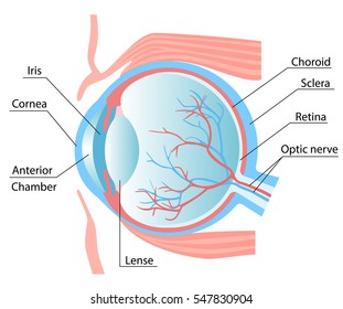 Human eye structure scheme medical vector illustration