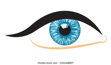 Human eye. Vector illustration isolated on white background.